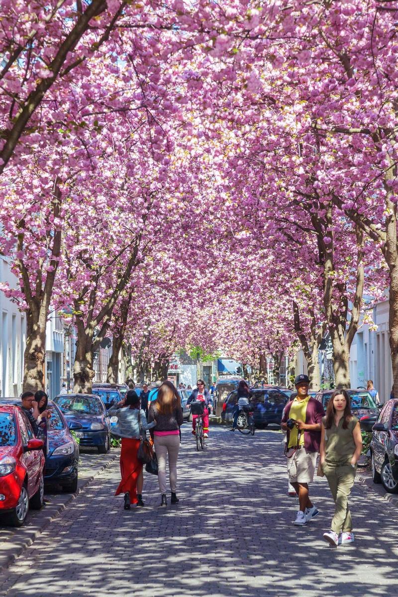 Cerezos en flor en Bonn, Alemania