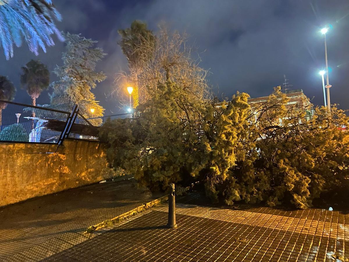 Daños causados por el vendaval.