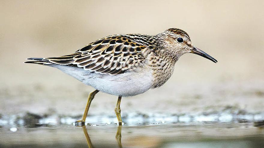 Imagen de un correlimos pectoral en una playa en septiembre pasado.