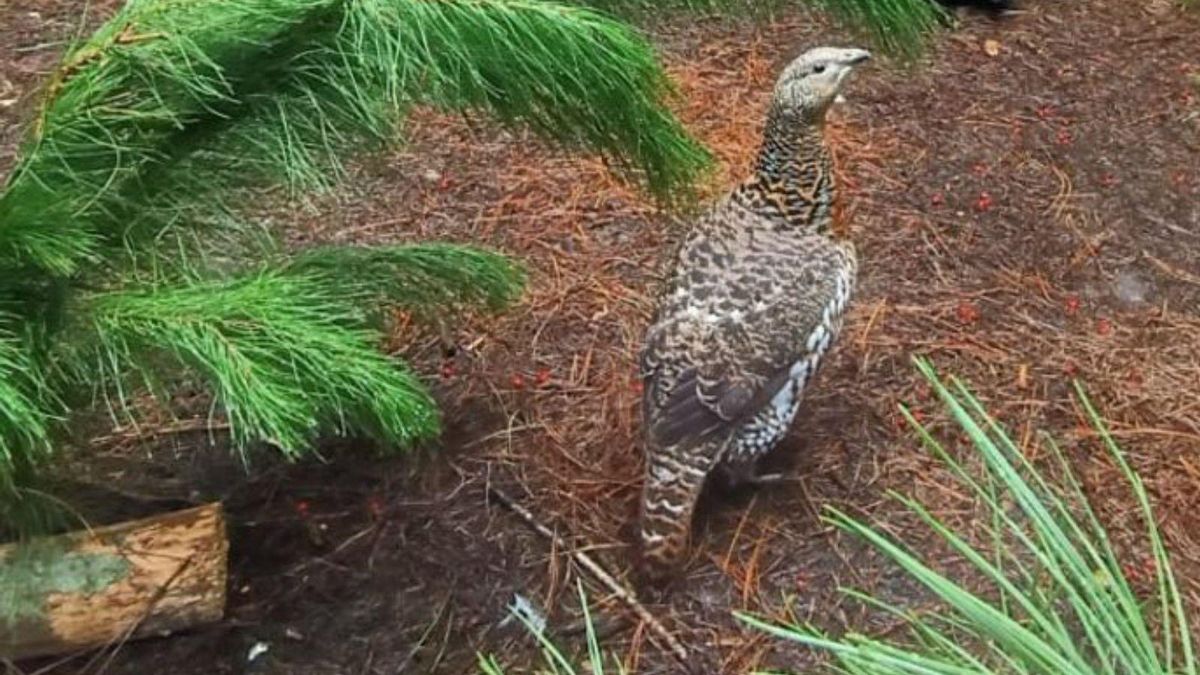 Una urogallina en el centro de recuperación de fauna de Sobrescobio. | D. O.