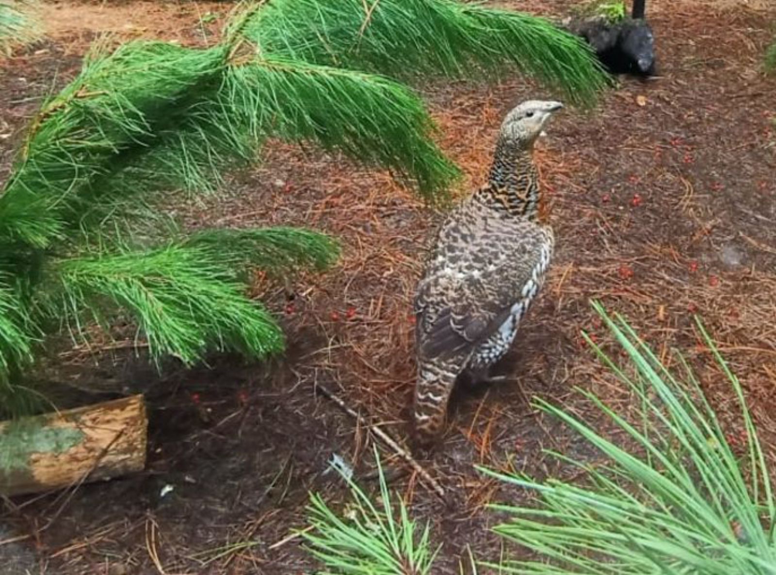 Una fema de faisán montés (urogallina) nel centru de recuperación de fauna de Sobrescobio. | D. O.