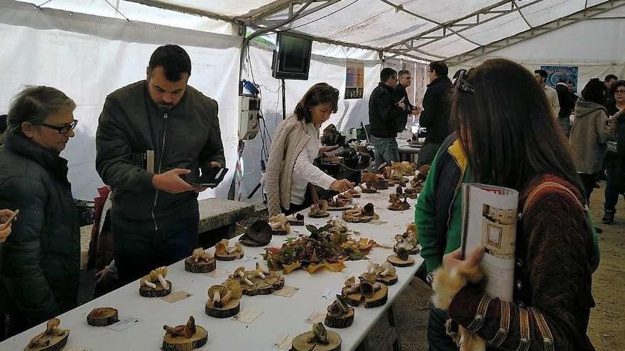 Cambre aprende sobre setas con la XXVII Exposición Micolóxica