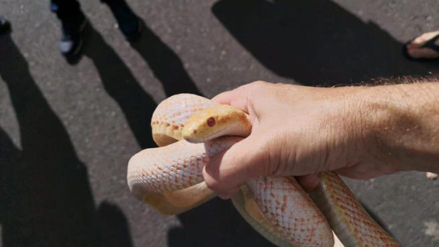 El centro de fauna exótica de Santa Cruz acoge a más de 420 animales en un año