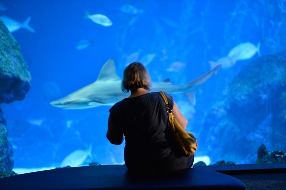 Los turistas visitan el acuario Poema del Mar