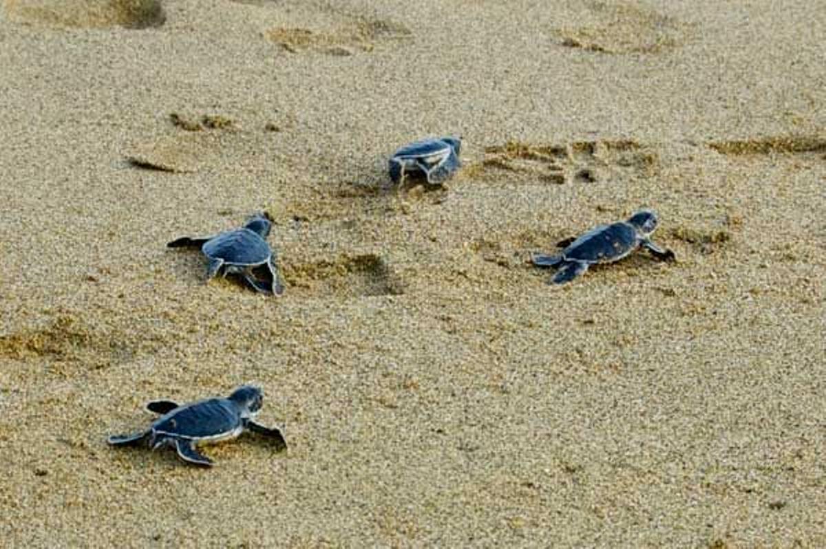 Muy pocas de las tortugas liberadas sobrevivirán durante sus primeros días en el mar