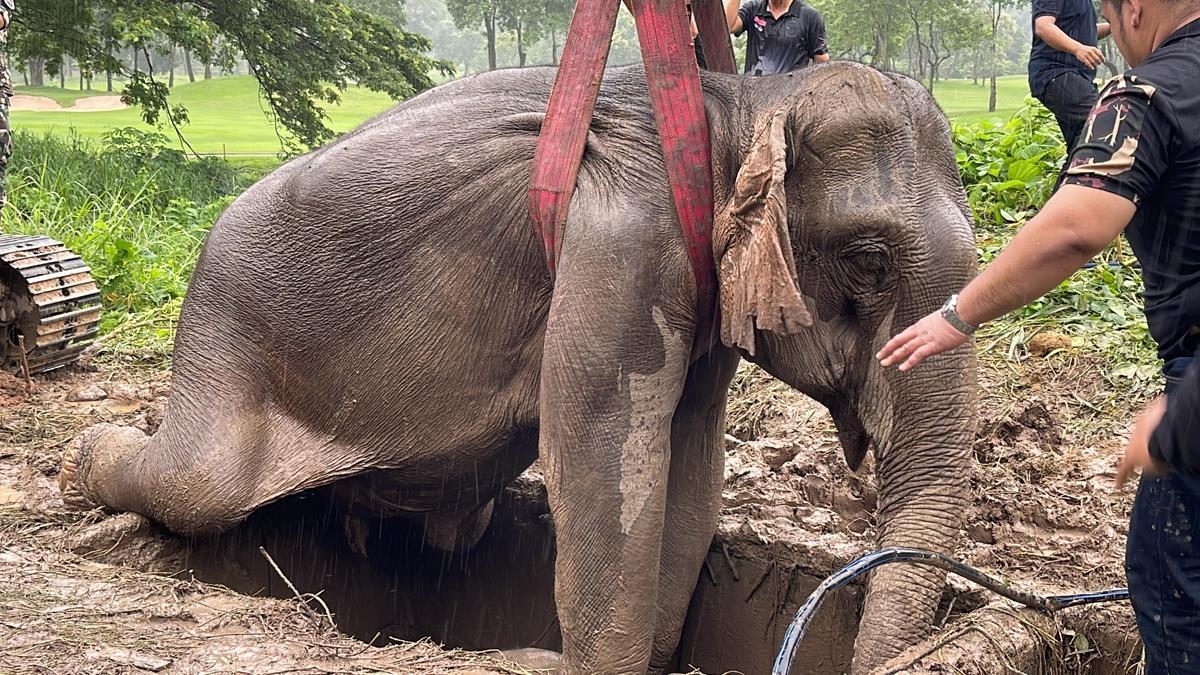 Impactante rescate de un bebé elefante y su madre en Tailandia