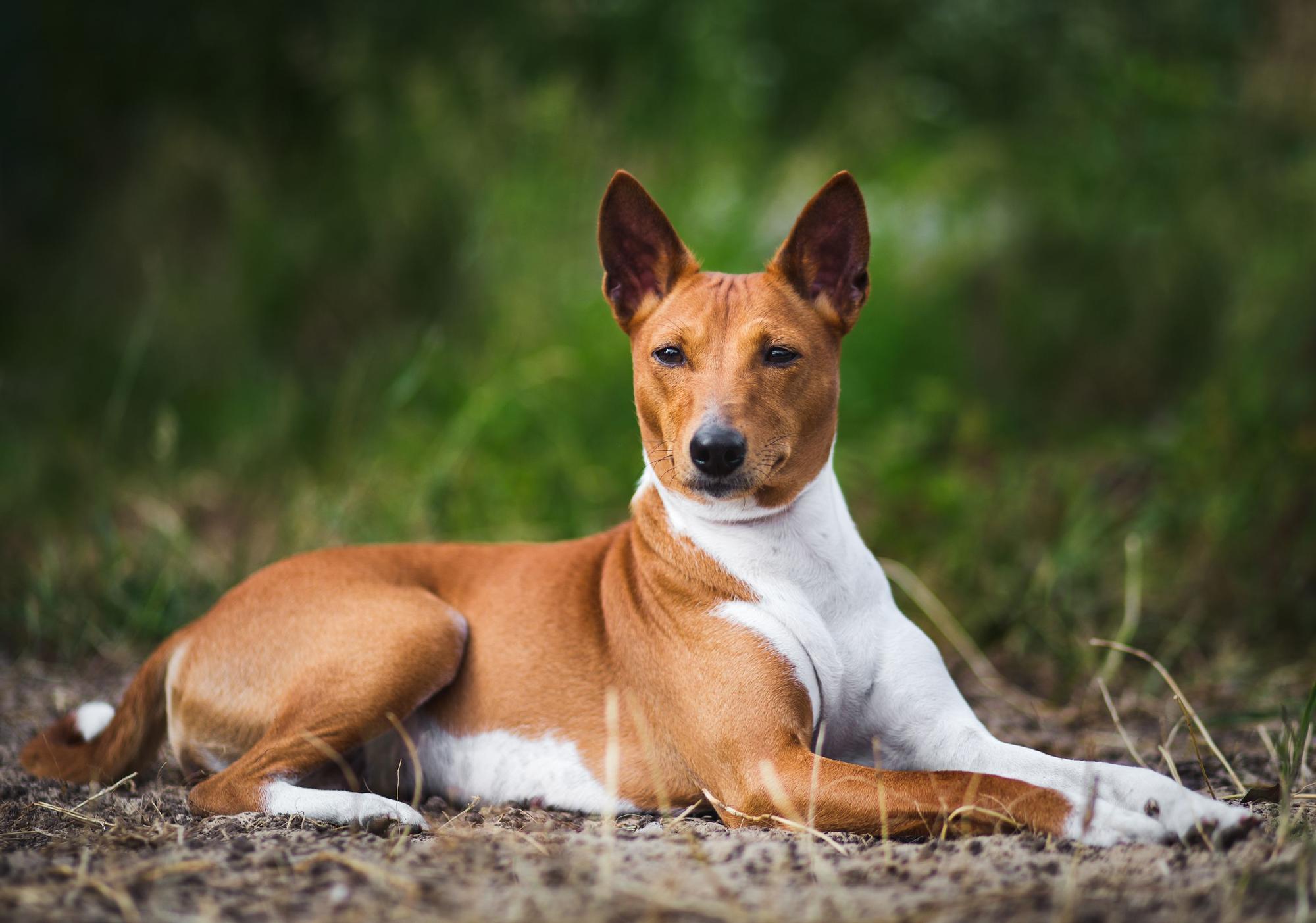 RAZAS RARAS DE PERRO: Basenji