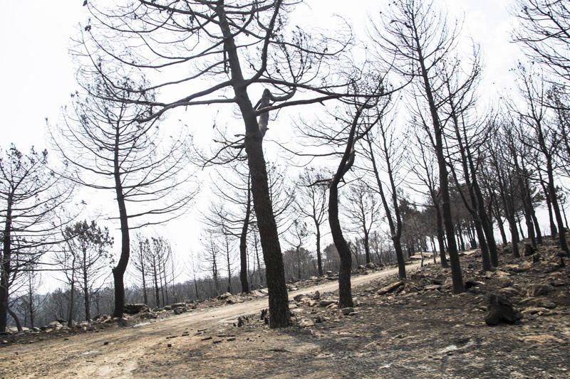 El paraje de El Surar, arrasado por el incendio