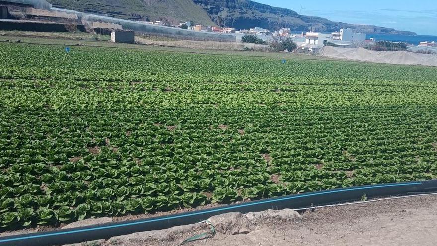 Una finca con 672.000 hortalizas en producción se queda sin agua