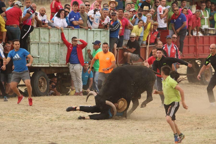 Segundo encierro taurino en Guarrate