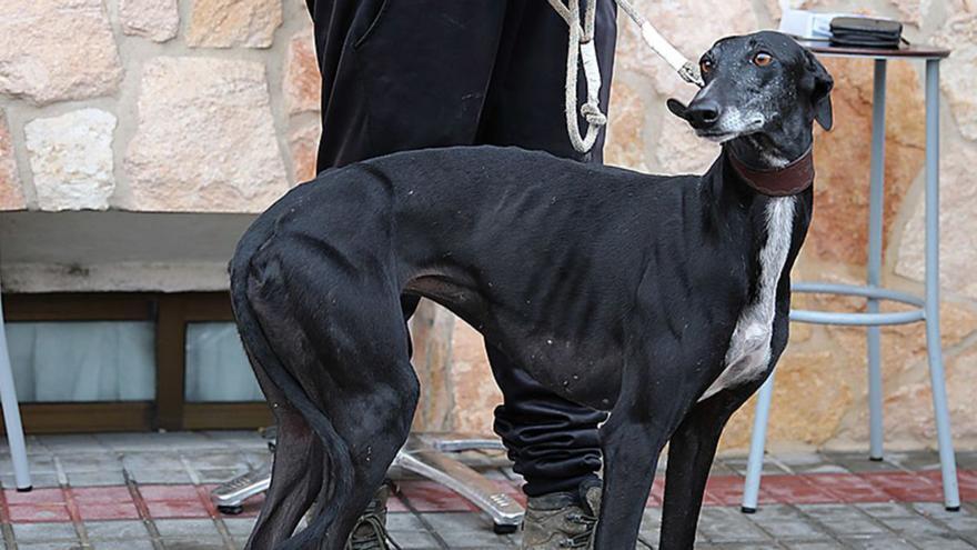 Zamora luchará por el título en el Campeonato de España de Galgos