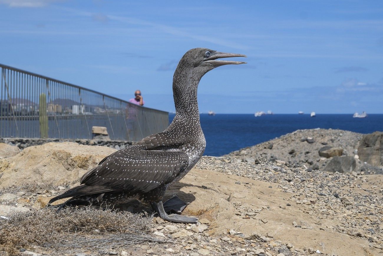 Suelta de un alcatraz en La Laja