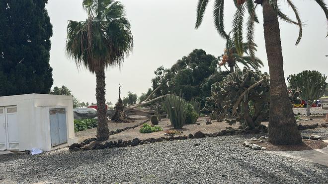 Cae un ficus junto a la Policía Local de San Bartolomé de Tirajana: cinco pájaros muertos al destruirse varios nidos