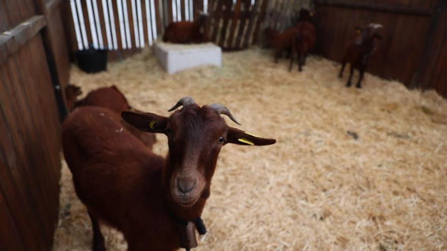 La programación de la feria de La Ascensión de Oviedo para este sábado: desde paseos en poni hasta una exhibición de agility