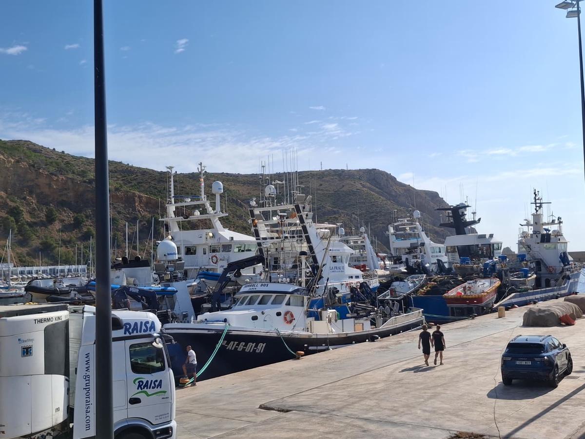 Actividad frenética en el puerto de Xàbia: las imágenes de la descarga de los atunes
