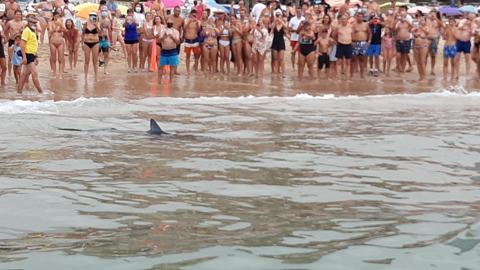 Una tintorera en la playa de Benidorm