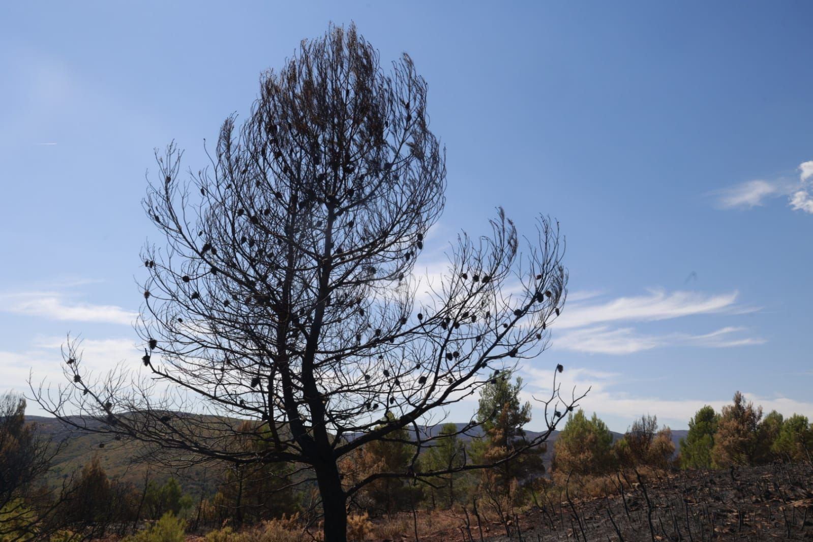 Las consecuencias del incendio de Bejís en Teresa