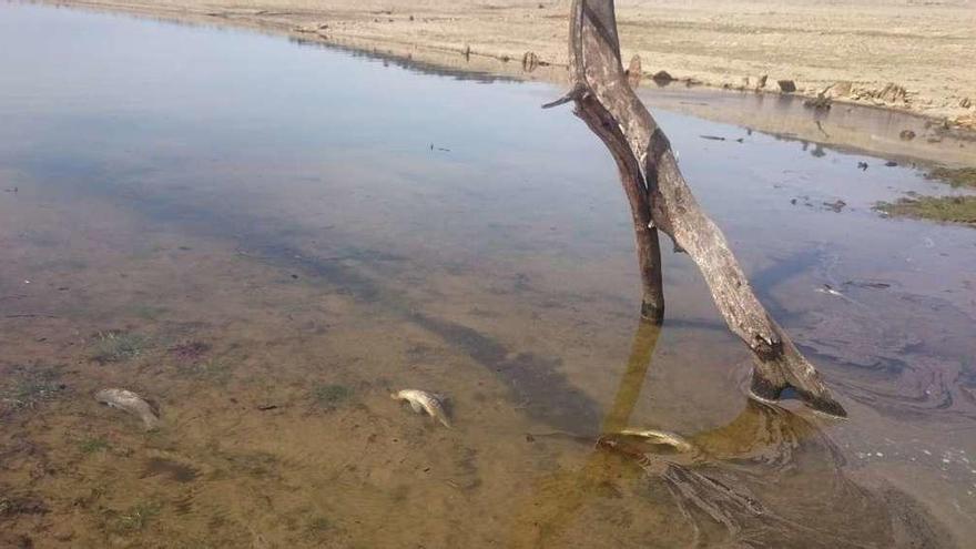 Diversas carpas muertas en uno de los recodos de Almendra, en Argusino.