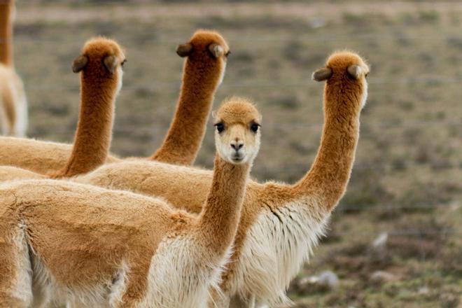 Llamas en la laguna de la Paloma, Ausangate, Perú