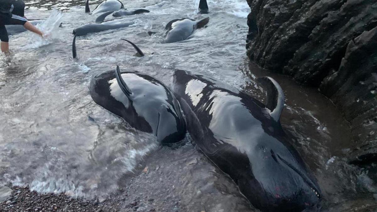 Algunos de los cetáceos varados. // La Nueva España