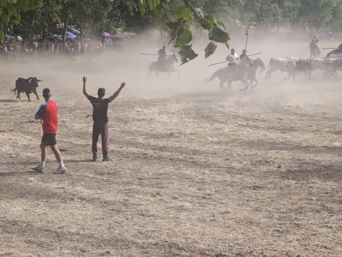 GALERÍA | El encierro de Villamor de los Escuderos en imágenes GALERÍA | El encierro de Villamor de los Escuderos en imágenes
