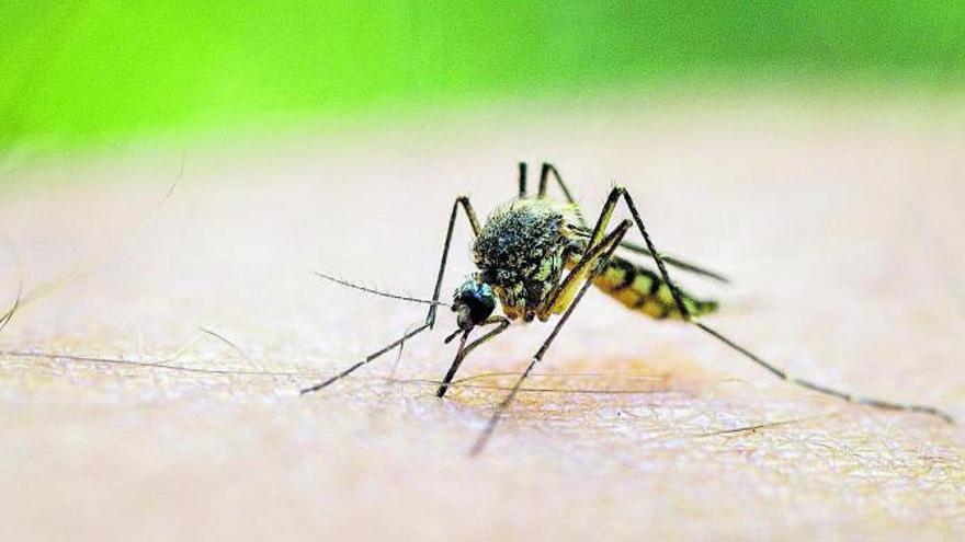 Wetter auf Mallorca sorgt für eine regelrechte Mückenplage