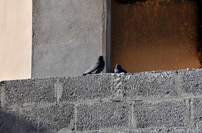 Casa abandonada llena de palomas en Ingenio