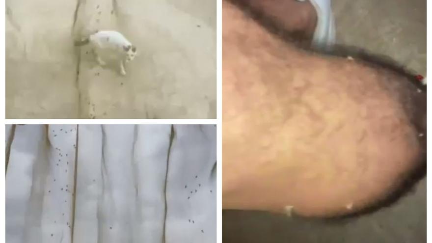 Vídeo: SOS desde Castellón por los mosquitos: “Es vergonzoso; los bares tenemos que cerrar a las nueve”