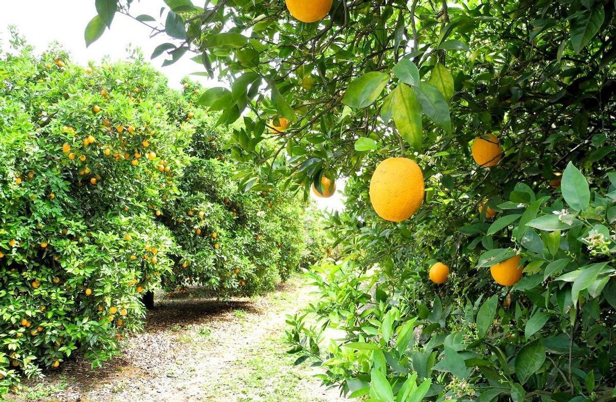 Los cítricos es uno de los cultivos con más abandono