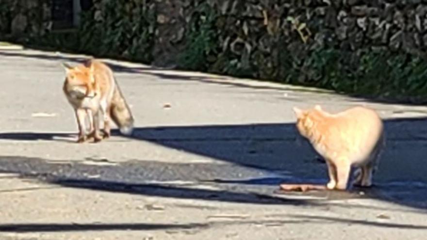 El “amigo” de Florindo: El encuentro entre un zorro y un gato en La Culebra