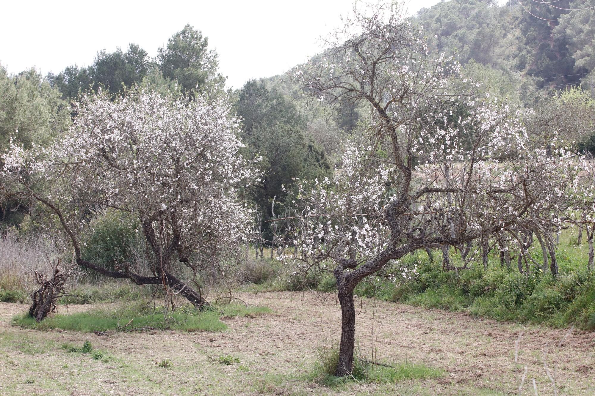 Almendros en flor cerca de Benimussa
