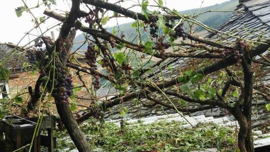 Un emparrado típico de Ibias, tras la granizada del 26 de agosto en Seroiro.