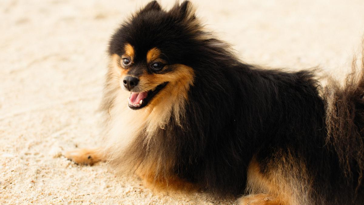 Pomerania es la raza de perro más popular de España.