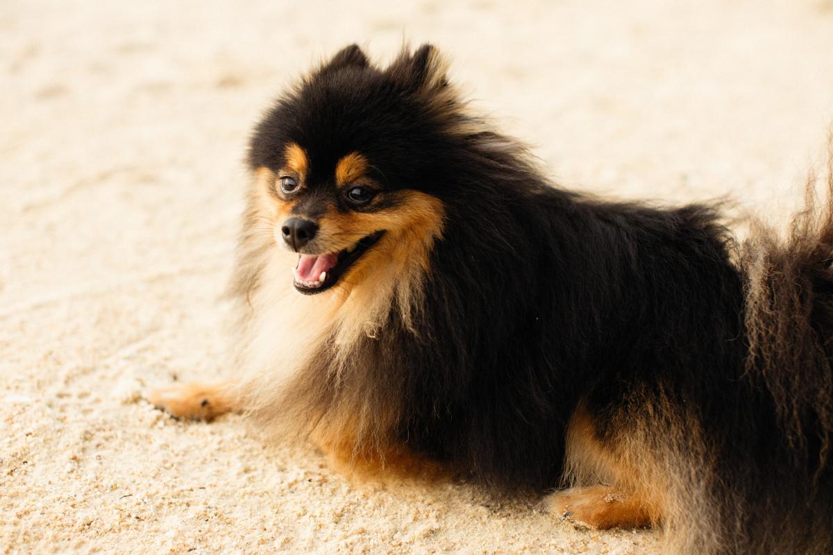 Pomerania es la raza de perro más popular de España.