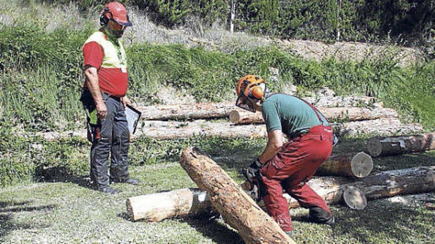 Dos participants mostrant les seves habilitats amb la motoserra.