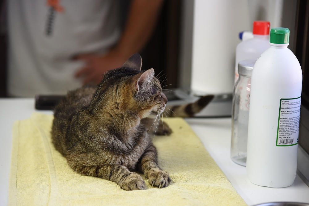 El nombre de gossos adoptats a Manresa cau el 38% i augmenten els gats trobats al carrer