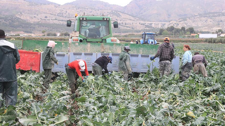 Una cuadrilla de jornaleros trabaja en una finca de la Región.