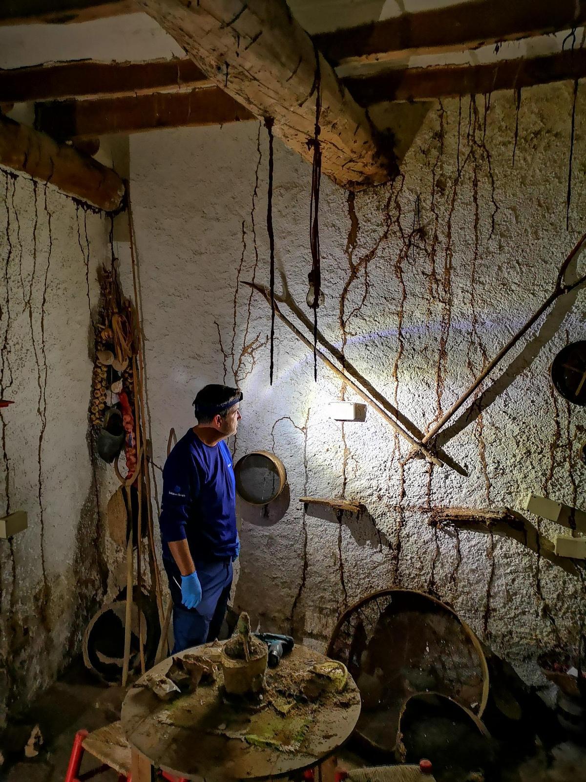 Anticimex ofrece soluciones específicas para combatir la infestación de termitas.