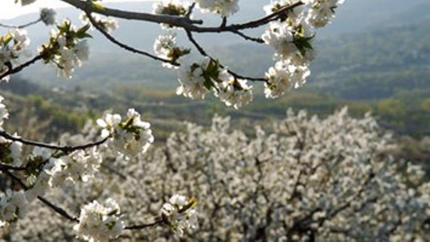 El Cerezo en Flor llena los hoteles del Valle del Jerte