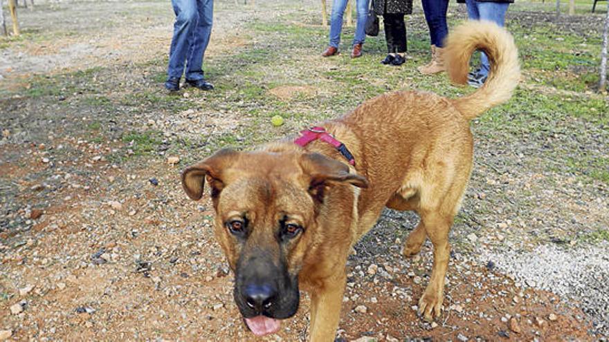 Ziggy junto con las autoridades y vecinos, ayer en el parque canino de Can Misses.