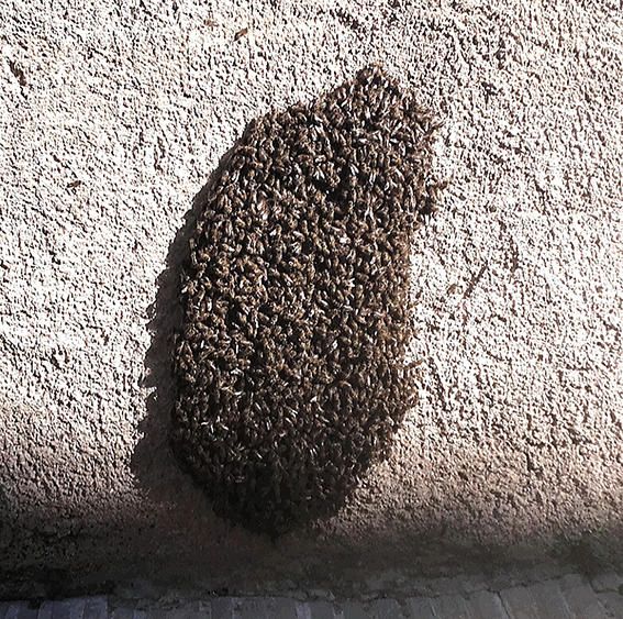 Rusc. Enganxades a la paret, vaig veure aquest grup d’abelles preparades per buscar casa on portar la reina i començar a treballar.