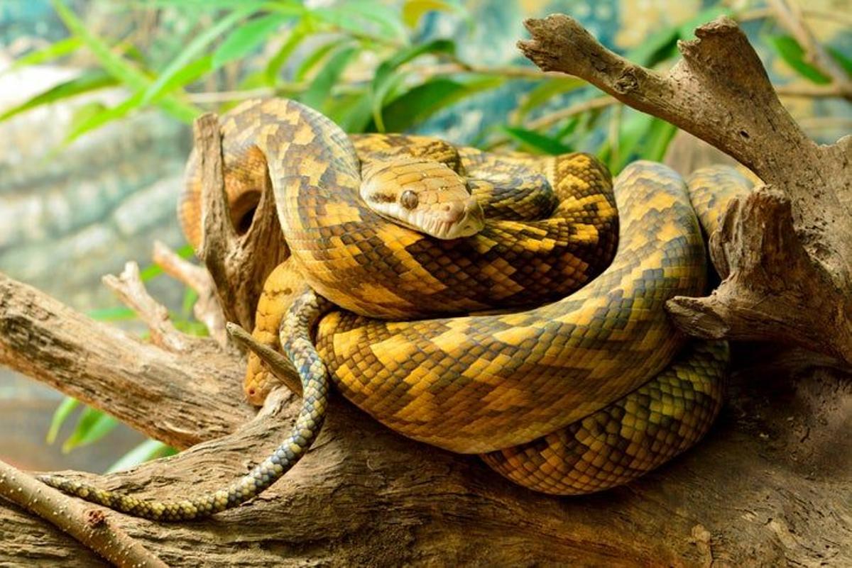 Scrub python Fauna salvaje de Australia