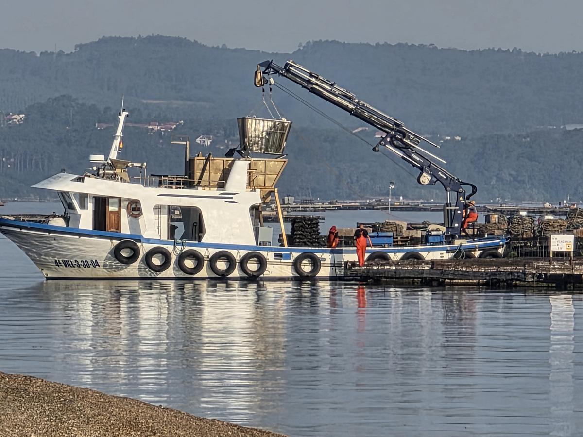 El trabajo en las bateas está siendo intenso.