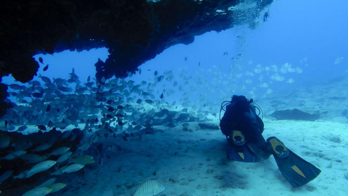 En Canarias existen unos 90 lugares para la práctica del buceo.