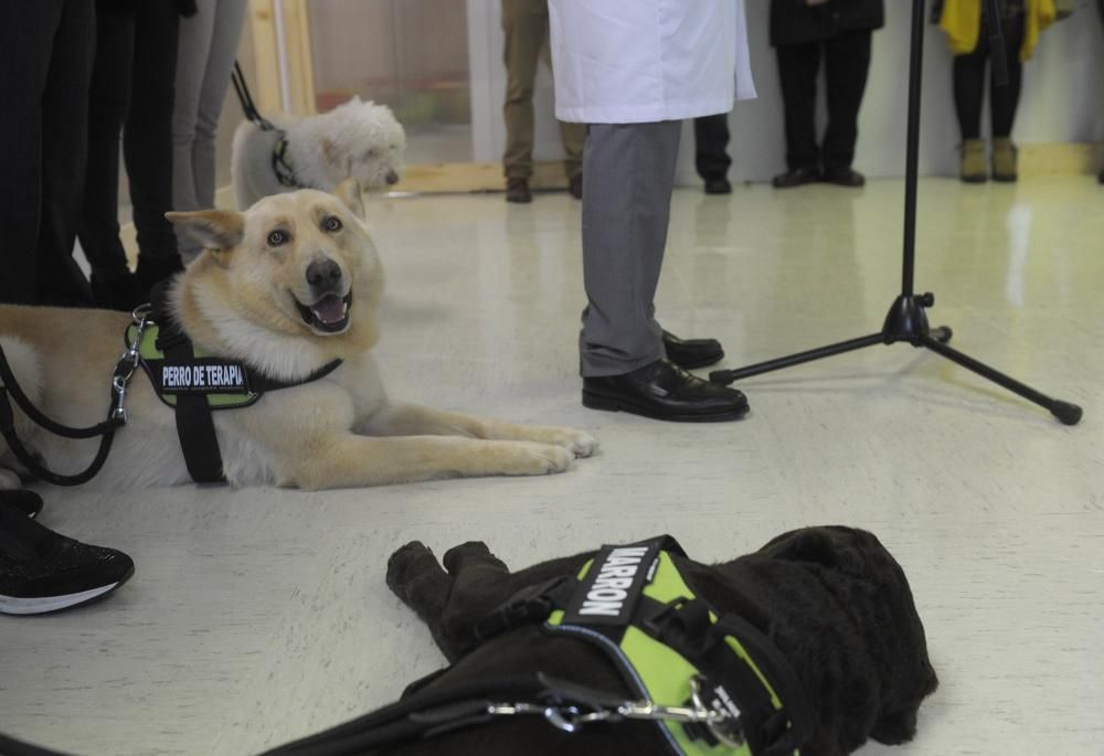 El Materno, pionero en terapia con animales