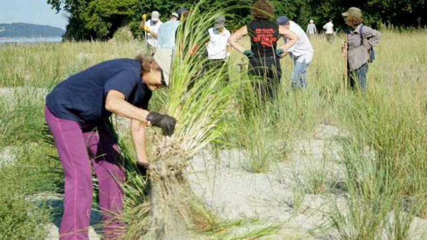 Voluntarios arrancan uno a uno los plumachos de este espacio protegido miñés. / fragas do mandeo