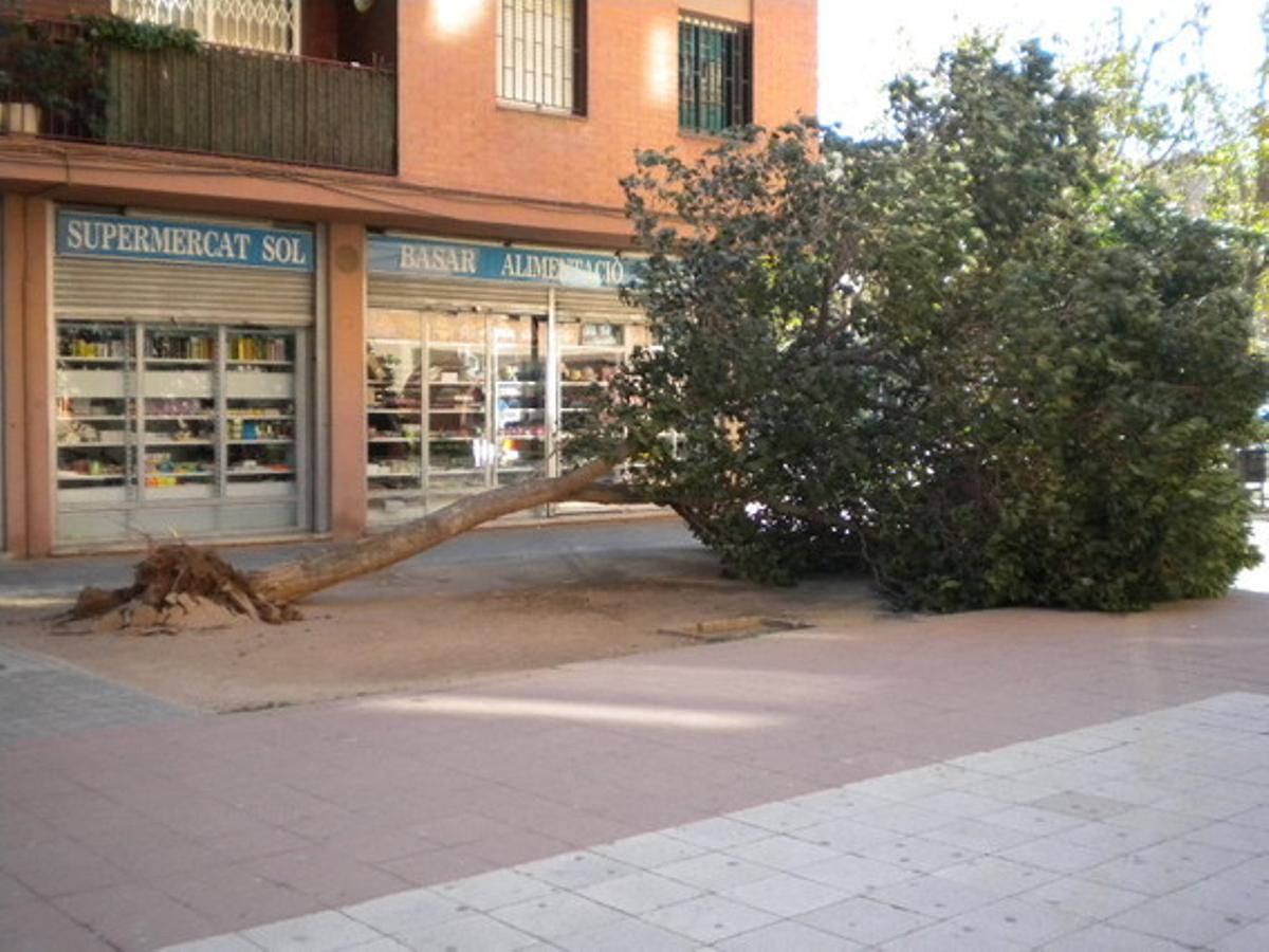 Arbre caigut a l’avinguda de la Diagonal de Barcelona davant d’un centre comercial.