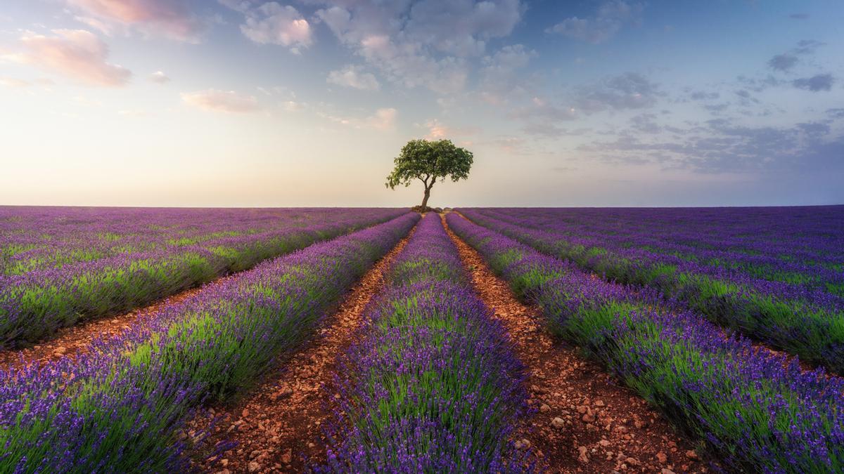 La Provenza española: un paseo por un irremediable violeta