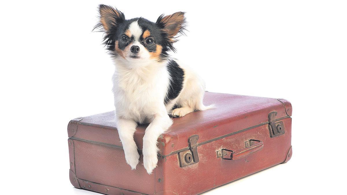 Renfe farà el setembre una prova pilot per viatjar amb gossos de fins a 40 quilos.