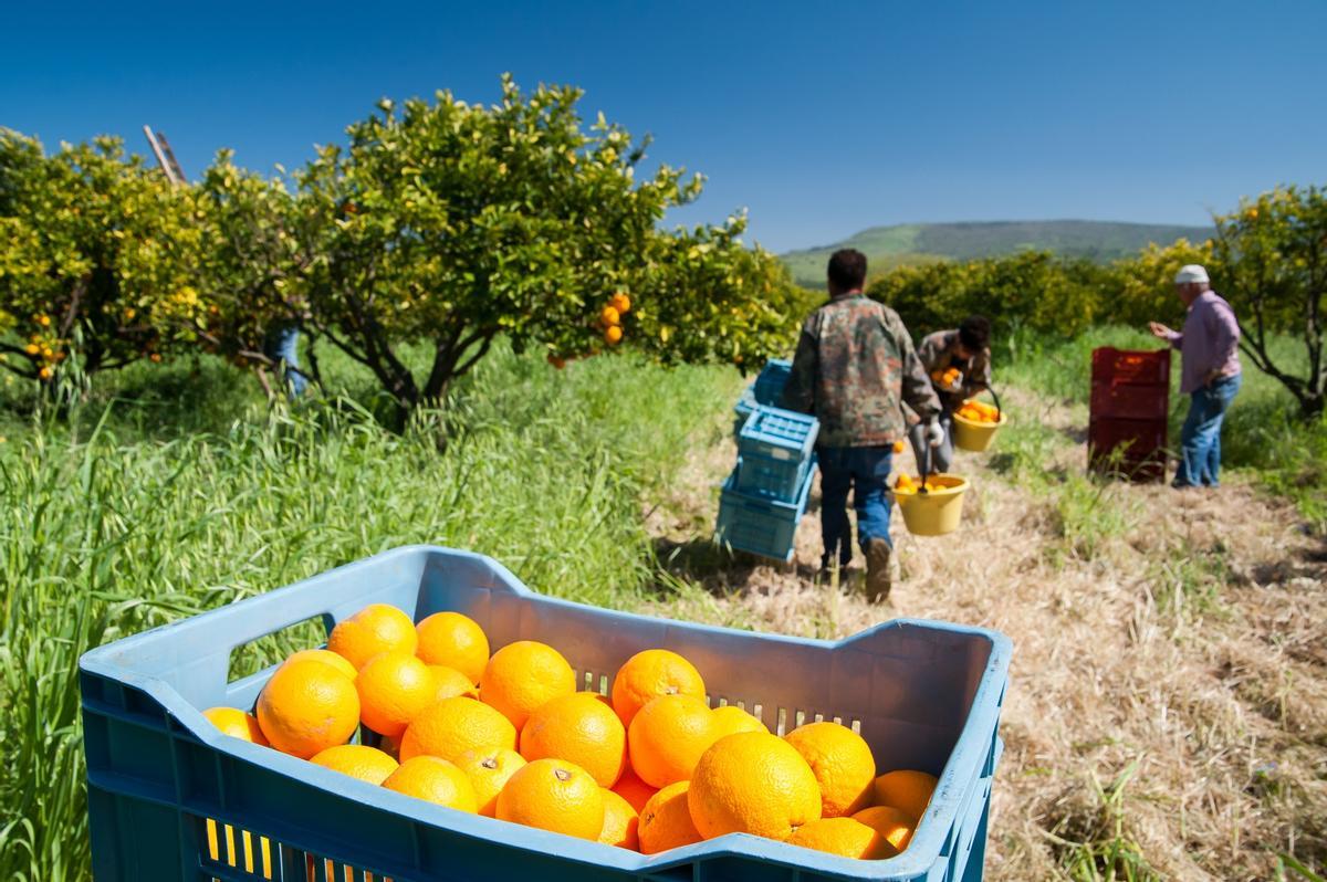 Jornaleros recogen naranjas en una finca agrícola.